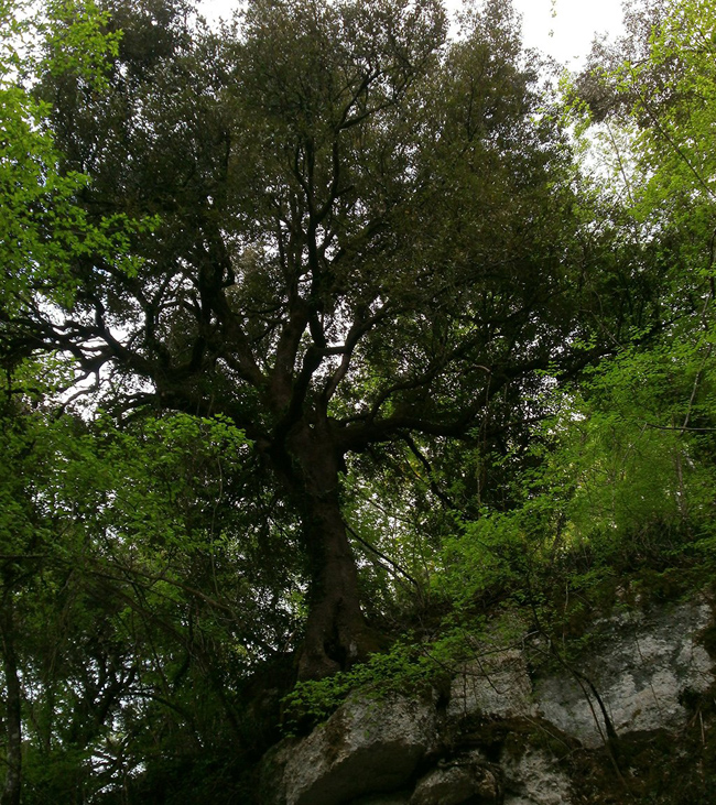 A természet harmóniájának fája - Olaszország