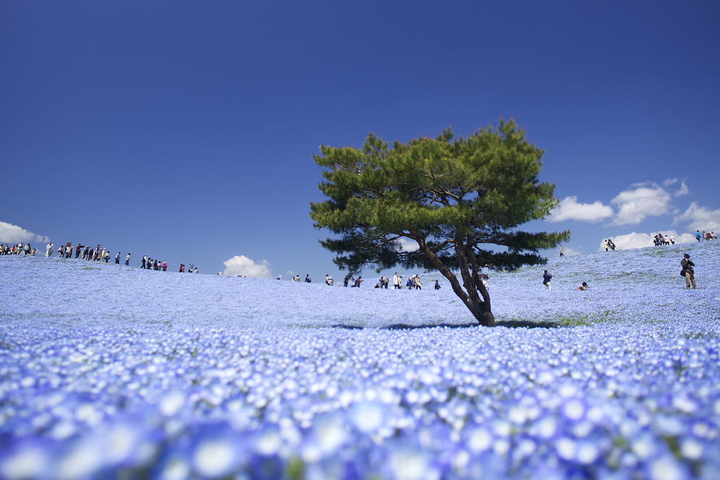 Tavaszünnep Japában - virágzó földek