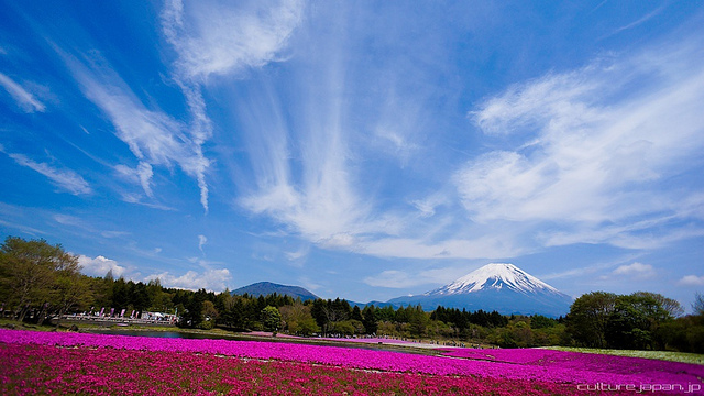 Tavaszi virágok Japánban