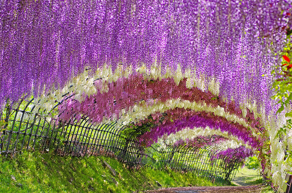 alagút virágból Japánban