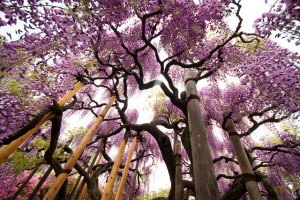 Read more about the article Ilyen a tavasszal virágba borult Japán