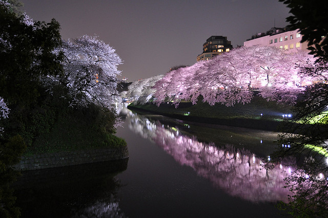 Éjszakai virágünnep japánban