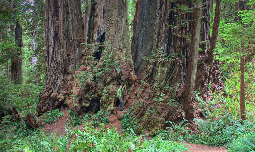 Parti mamutfenyő - redwood Nemzeti Park, USA