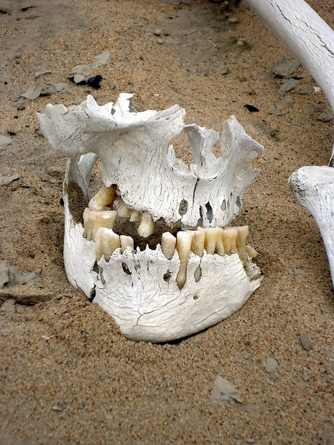 Emberi maradványok a namíb Csontváz parton