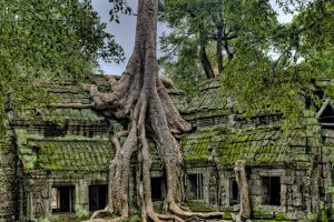 Read more about the article Ta Prohm temploma, Kambodzsa