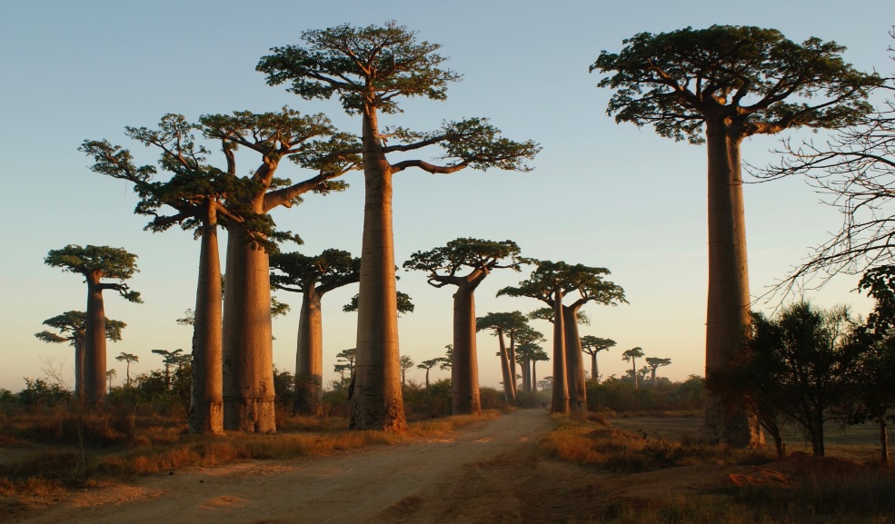 You are currently viewing Allée des Baobabs, Madagaszkár első számú turisztikai látványossága